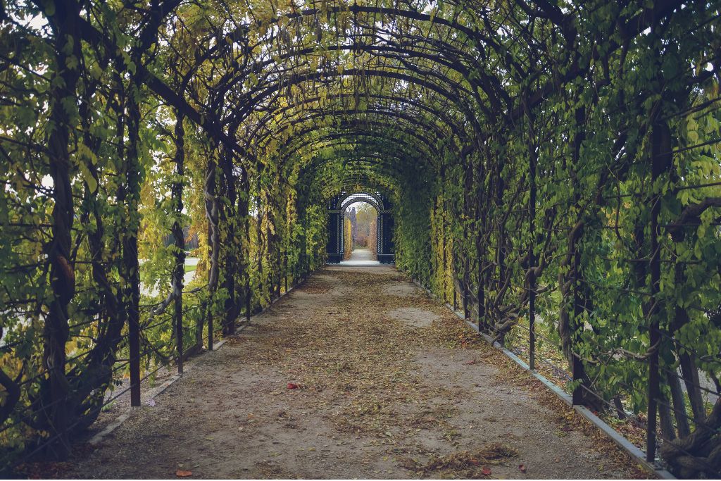 A foliage tunnel in the garden of one of the best drug rehabs in the UK - Which rehab